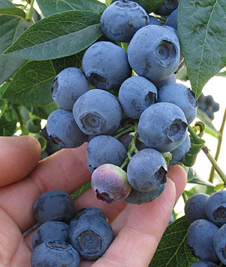 Organic Blueberry Co Test Finds 20% Increased Tonnage