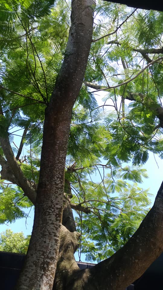 Vermisterra Tea saves family Royal Poinciana tree