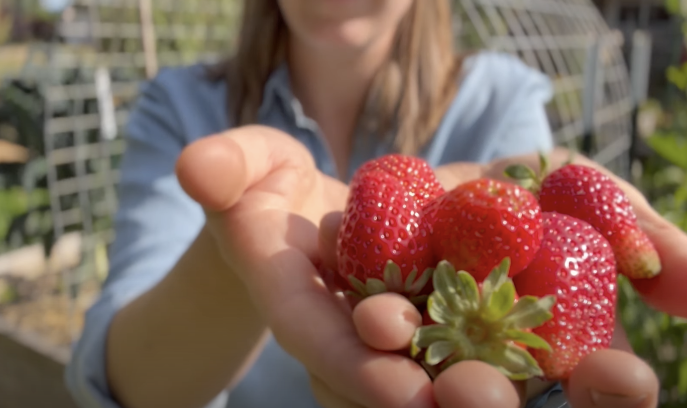 Biggest and Best Strawberries